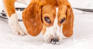 Achtung vor möglicher Schnee-Gastritis, wenn Hunde Schnee fressen!