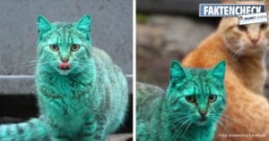 Kein Fake: die grün gefärbte Katze aus Bulgarien (Faktencheck)