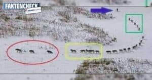 Eine Gruppe Wölfe auf Wanderschaft (Faktencheck)