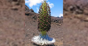 „Die Blume der Geduld“ – eine Pflanze die nur alle 7 Jahre für 7 Tage blüht? (Faktencheck)