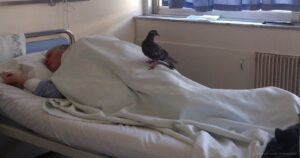 Das Foto der Taube auf dem Krankenbett