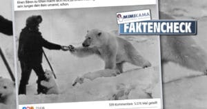 Mann füttert Eisbärenmutter aus der Hand (Faktencheck)