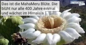 Die MahaMeru Blüte, die nur alle 400 Jahre blüht, ist wieder da!