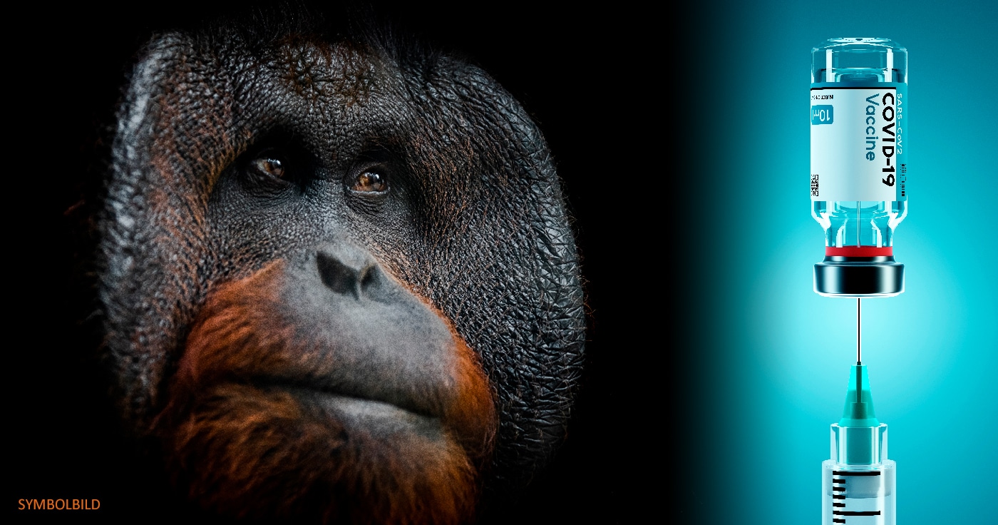 San Diego: Affen im Zoo erhalten experimentellen COVID-Impfstoff