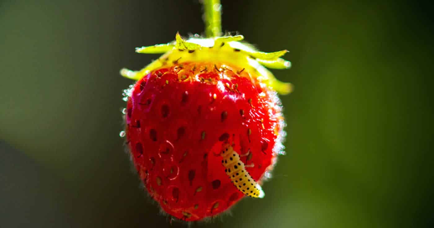 Harmlos: Insekten in Erdbeeren
