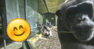 Tschechischer Zoo veranstaltete „Zoom-Partys“ für Schimpansen