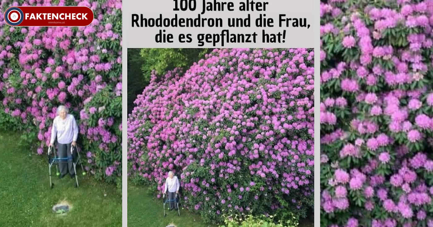 Ein 100 Jahre alter Rhododendron und die Frau, die ihn gepflanzt hat! (Faktencheck)