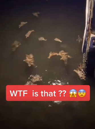 Die "Fledermauswesen" im Wasser