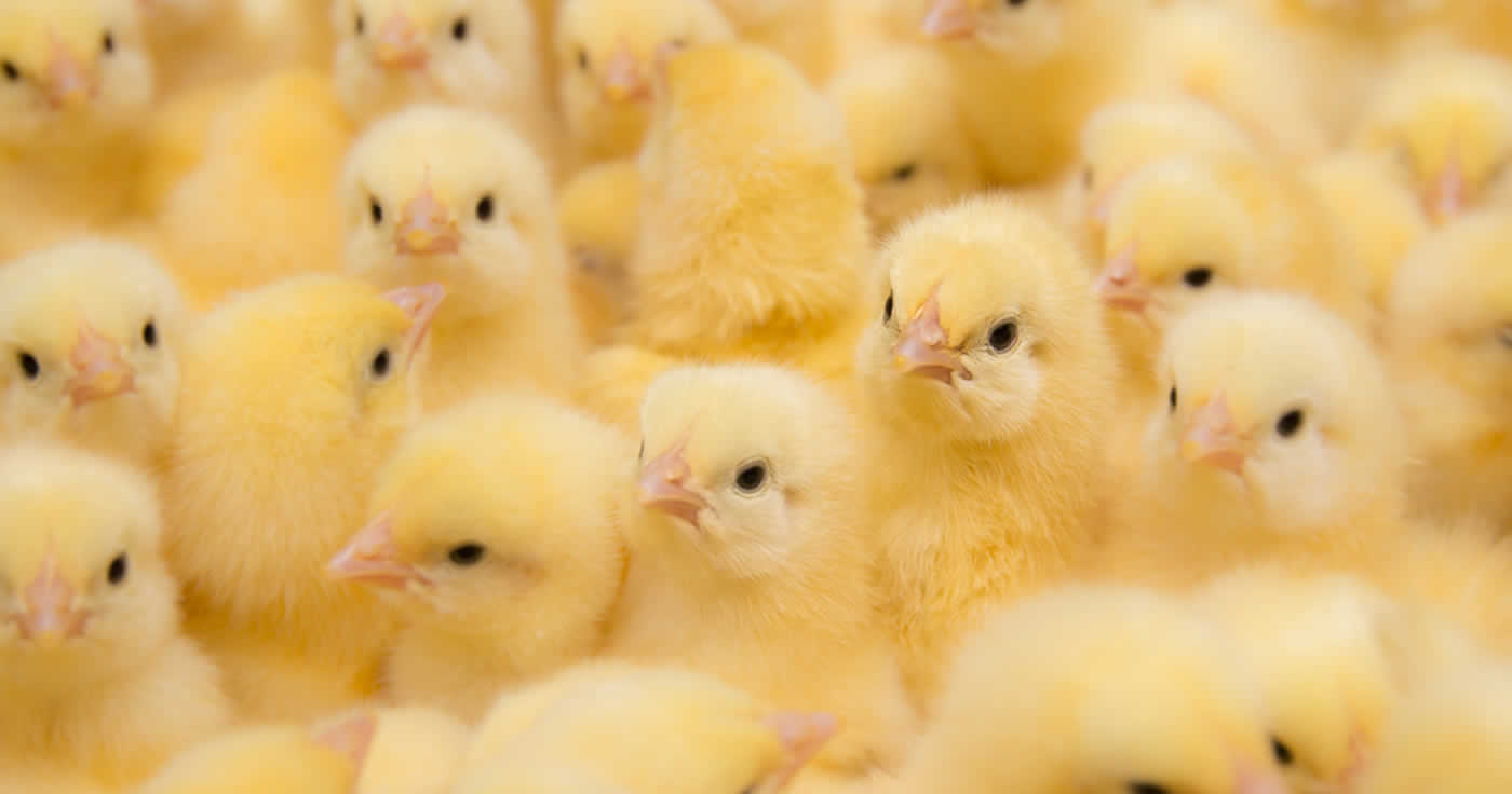 Irreführend: Der Vergleich des Schutzes von Hühnerembryonen und Menschenembryonen