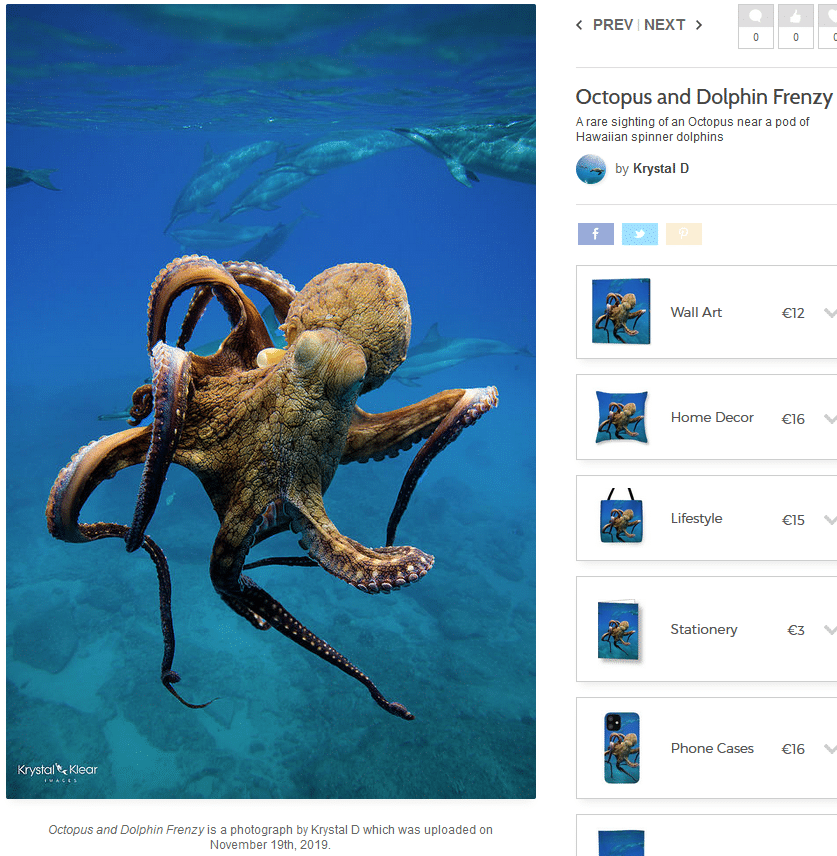 Der Taucher und der Oktopus: Ein kleiner Photoshop-Genuss – mimikama.org Das echte Oktopus-Foto