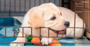Betrüger erbeuten mehrere Hundert Euro mit fingiertem Online-Hundeverkauf