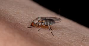 Kriebelmücken: Wie gefährlich ist ihr Biss?