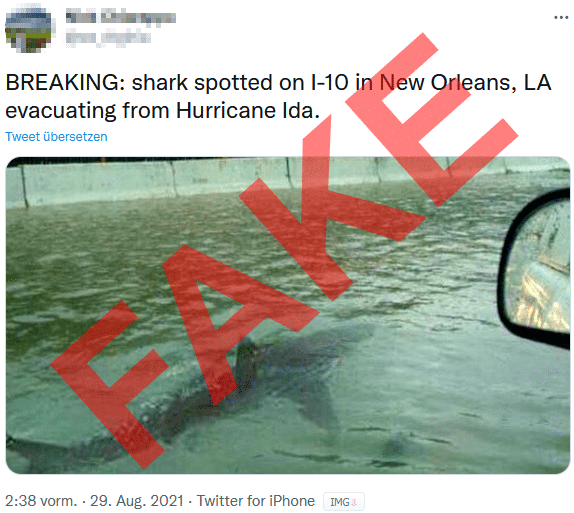 Ein Hai in New Orleans?