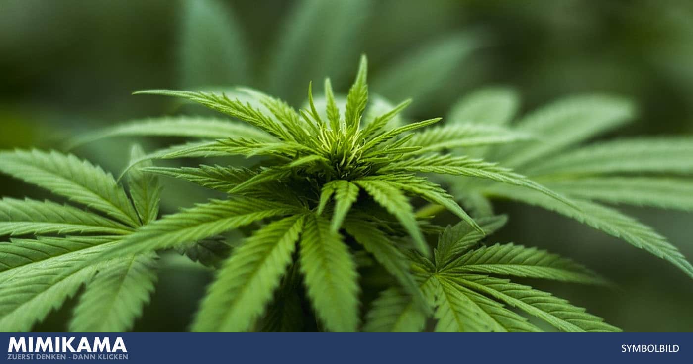 Legalisierung von Cannabis: SPD, Grüne und FDP und übereinstimmende Punkte
