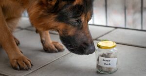 Tipp für Tierbesitzer: Tierhaare ins Glas