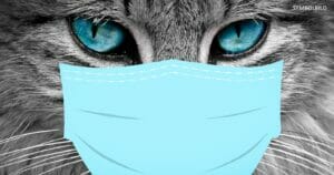 Hauskatzen können sich mit SARS-CoV-2 infizieren