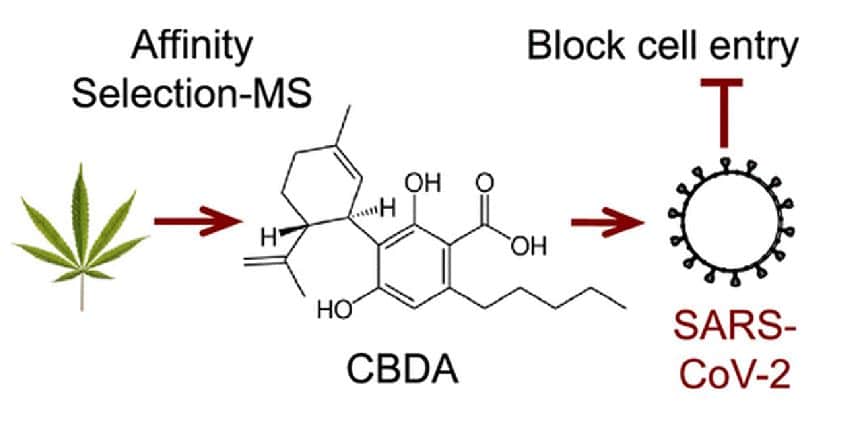 Hilft Cannabis gegen Corona? – mimikama.org Cannabinoids Block Cellular Entry of SARS-CoV-2 and the Emerging Variants Richard B. van Breemen, Ruth N. Muchiri, Timothy A. Bates, Jules B. Weinstein, Hans C. Leier, Scotland Farley, and Fikadu G. Tafesse Journal of Natural Products Article ASAP DOI: 10.1021/acs.jnatprod.1c00946