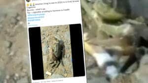 Faktencheck: Das Video mit der rauchenden Krabbe