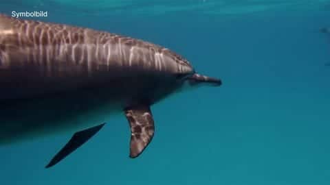 Delfine schützen russische Schwarzmeer-Flotte vor Sabotage