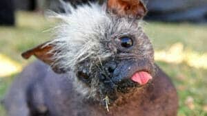 Kein Fake: Mr. Happy Face ist „Hässlichster Hund der Welt“