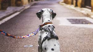 Hundepfoten durch Hitze und heißen Asphalt extrem gefährdet