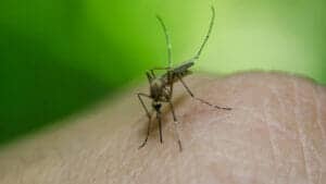 Warum brauchen wir überhaupt Mücken?