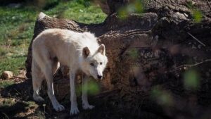 Erster Klon eines arktischen Wolfs: Maya
