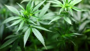 Vorsicht: Betrugsmaschen bei digitalen Cannabis-Investments