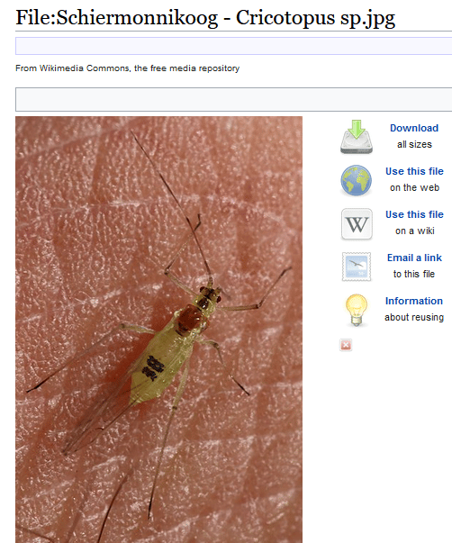 Das Insekt auf Wikimedia
