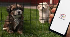Ebay Kleinanzeigen: Neue Regeln für Tiervermittlung