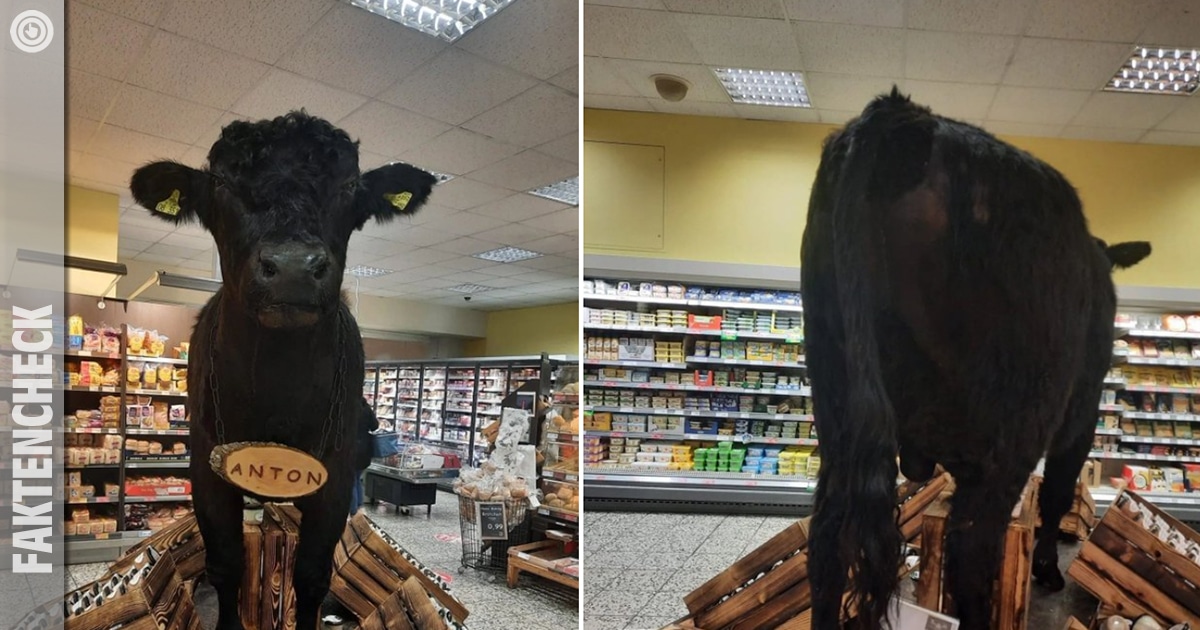 Ausgestopftes Rind „Anton“ in Supermarkt: inzwischen entfernt