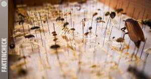 „Spanische Studie“ schürt Angst vor Verzehr von Insekten