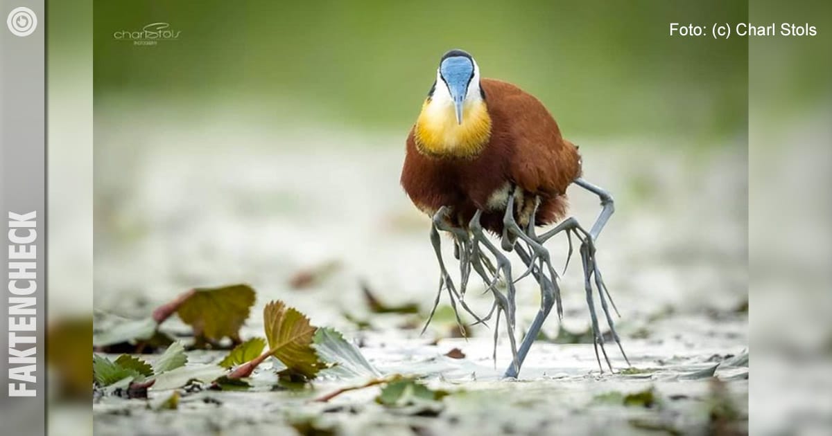 Vogel mit unzählig vielen Beinen: Echt oder KI-generiert? / Artikelbild: (c) Charl Stols