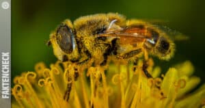 Faktencheck: Bienensterben und seine Auswirkungen auf die Landwirtschaft und Umwelt
