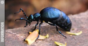 Oil beetle: Is the crawler really that dangerous?