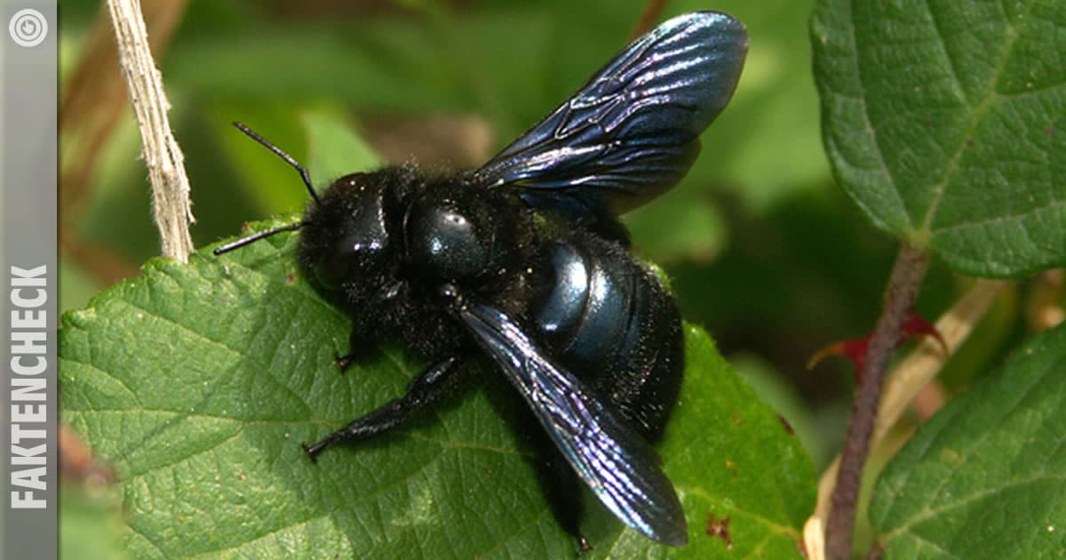 Faktencheck: Die Xylocopa Biene - Riesig, harmlos und unverzichtbar für unsere Ökosysteme