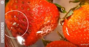 Der Erdbeeren-Salzwasser-Trick: Finden sich wirklich mehr Tierchen in Erdbeeren?