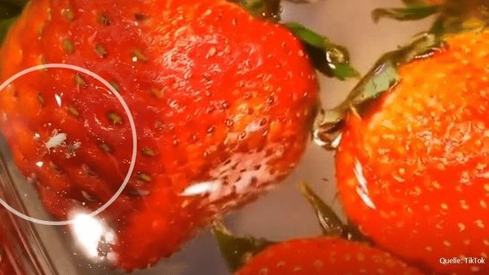 Der Erdbeeren-Salzwasser-Trick: Finden sich wirklich mehr Tierchen in Erdbeeren?