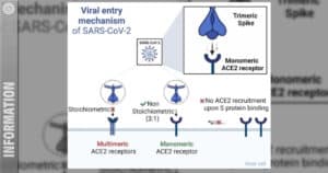 Faktencheck: Der Einzelschlüssel zur SARS-CoV-2 Infektion