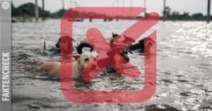 Faktencheck: Foto von Hunden stammten nicht vom Bruch des Dammes Nova Kachowka in der Ukraine