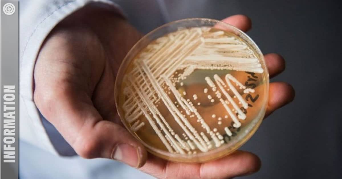 Candida auris: Ein nüchterner Blick auf den „gefährlichen Pilz“