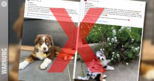 Hunde-Betrug: Vorsicht vor gefälschten Facebook-Inseraten!