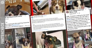 Der emotionale Köder: Die Masche mit den verletzten Hunden und Traumimmobilien