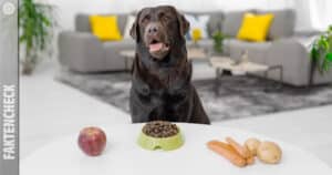 Vegan and vegetarian dog nutrition: legal consequences in England?
