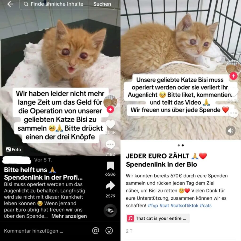 TikTok-Betrug: Missbrauch alter Fotos von Kater Willi (vormals Robby) – mimikama.org Screenshot der Spendenaktion auf Facebook vom Tierheim Lübbecke