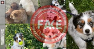 Gefährliche Täuschung: Welpenhandel im Schatten von Facebook