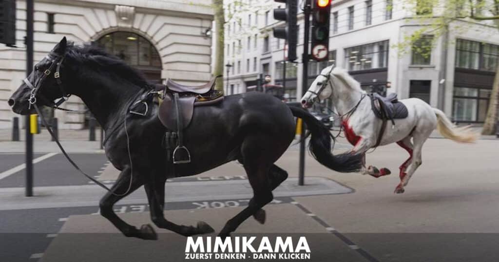 Alarm in London: Pferde verursachen Ausnahmezustand / Artikelbild: Glomex