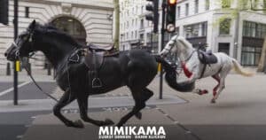Alarm in London: Pferde verursachen Ausnahmezustand