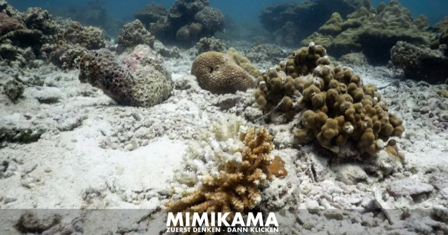 Falschinformationen über Korallenbleiche und Klimakrise entlarvt - Canva