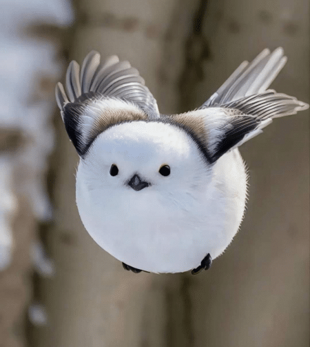 Langschwanzmeise: Faszinierende Fakten über den kleinen Vogel – mimikama.org Langschwanzmeise (Aegithalos caudatus). In Japan wird die Unterart Shima-enaga (シマエナガ) aus Hokkaido liebevoll als Schneefee bezeichnet